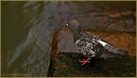 Pigeon vénitien dans les reflets du rio della Pergola, dans le Sestier de Santa Croce à Venise