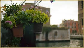 Fleurs d'automne sur le canal de la Misericordia, dans le Sestier du Cannaregio à Venise