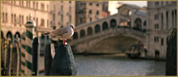 Mouette sur le Grand Canal de Venise, vu depuis le Campiello del Remer, dans le Sestier du Cannaregio à Venise.