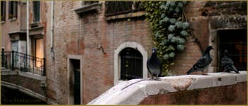 Pigeons, Fondamenta de le Erbe, dans le Sestier du Cannaregio à Venise.