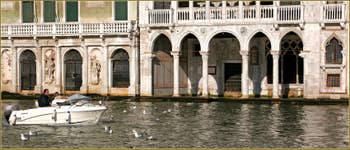 Mouettes en mode flotteur, devant le palais de la Ca' d'Oro, pas du tout gênées par les bateaux qui passent, sur le Grand Canal à Venise.