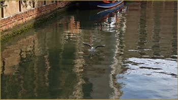 Mouette sur le rio del Malcanton à Venise.
