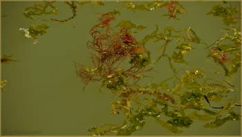Les algues du printemps, sur le rio de Santa Eufemia, sur l'île de la Giudecca à Venise.