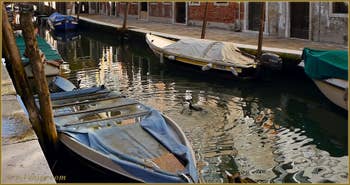 Cormoran, sur le rio de San Barnaba, dans le Sestier du Dorsoduro à Venise.