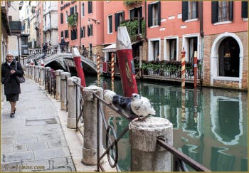 Les pigeons du rio dei Bareteri, le long de la Fondamenta Morosini, dans le Sestier de Saint-Marc à Venise.