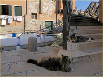 Le pont dei Muti et ses chats vénitiens