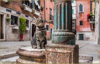 Le minou de la Corte Contarina, sur sa fontaine, dans le Sestier du Cannaregio à Venise.