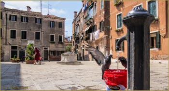 Le Campo Santa Ternita, son puits, sa fontaine et ses pigeons, dans le Sestier du Castello à Venise.