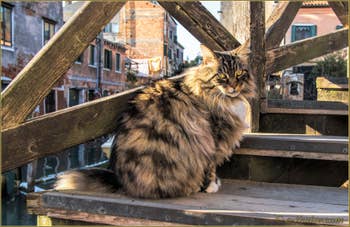 Le chat du pont dei Muti