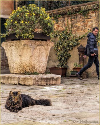 Pepe, chat vénitien devant son puits du XVe, Campiello de le Erbe, dans le Cannaregio à Venise.