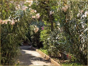Laurier-rose et jardins secrets de Venise.
