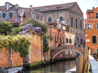 Glycine au Pont de la Racheta à Venise