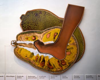 Jonathas de Andrade, Foot on a Jackfruit, Biennale Internationale d'Art de Venise