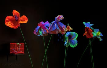 Tetsumi Kudo, Flowers from Garden of the Metamorphosis in the Space Capsule, Biennale Internationale d'Art de Venise