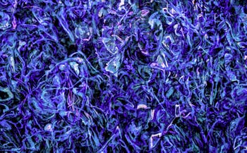 Khaled Sabsabi, Conference of one's self, Australie, Biennale d'Art de Venise 2026