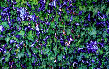 Khaled Sabsabi, Conference of one's self, Australie, Biennale d'Art de Venise 2026