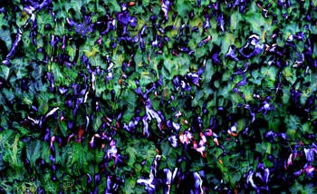 Khaled Sabsabi, Conference of one's self, Australie, Biennale d'Art de Venise 2026